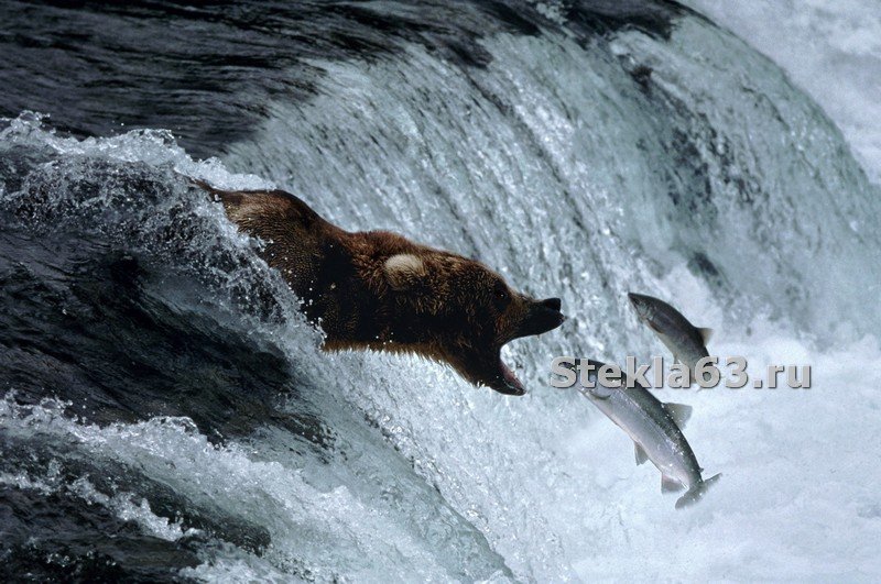 Falling bear. Медведь идет вперед.